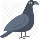 Raven Crow Bird Icon