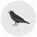 Raven Bird Black Icon