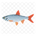 Roach Fish  Icon