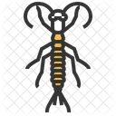 Rock Crawler Insect Icon