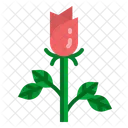 Rose Liebe Romantik Symbol