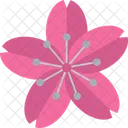 Sakura Flower  Icon