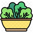 Salad Bowl Salad Food Icon