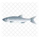 Sardine Fish  Icon