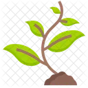 Seedling  Icon