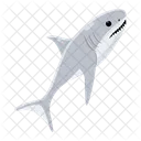 Carcharodon Carcharias White Shark Shark Fish Icon