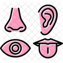 Senses Sight Taste Icon