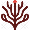 Seaweed Red Seaweed Gracilaria Icon