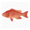 Snapper  Icon