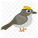 Sparrow Bird Gauraiya Bird Icon