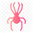 Spider Entomology Bug Icon