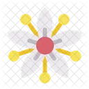 Spider Flower Floral Icon