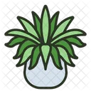 Spider Plant Leaf Nature Icon