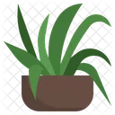 Spider Plant Farming And Gardening Gardening Icon