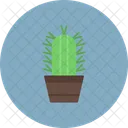 Succulent Plant Cactus Icon