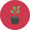 Succulent Plant Pot Icon