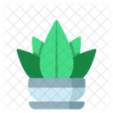 Succulents Green Succulent Icon