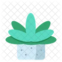 Succulents Green Succulent Icon