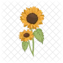 Sunflower Flower Nature Icon