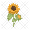 Sunflower Flower Nature Icon