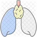 Thymus Lineal Color Icon Icon