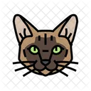 Tonkinese Cat Tonkinese Cat Icon