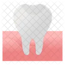 Tooth  Icon