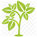 Tree  Icon