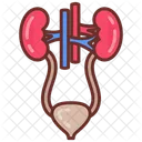 Urinary System Kidney Bladder 아이콘