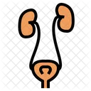 Urinary System Urination Icon