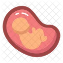 Uterus Belly Abdomen Icon