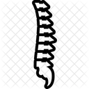 Vertebra Anatomia Coluna Vertebral Ícone