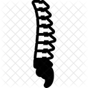 Vertebra Anatomia Coluna Vertebral Ícone