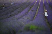 beautiful little town uk best lavender