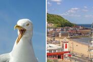 popular uk seaside town seagull attacks scarborough