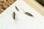 homeowners-issued-silverfish-infestation-warning-red-flag-signs-how-combat-pest