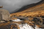 scottish island dolphins roam stunning coast the isle of arran 