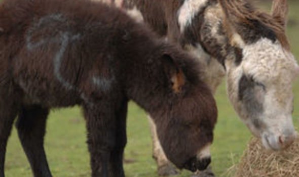 A donkey has been jailed in Mexico