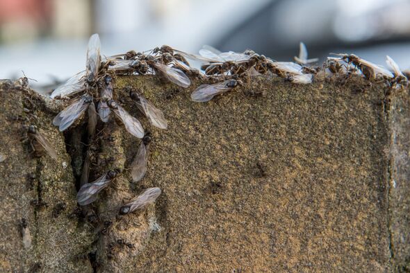 uk-hit-flying-ant-day-2024-seagulls-acting-drunk-public-calls-bank-holiday