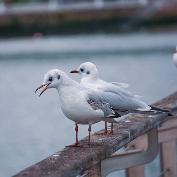 Seagulls