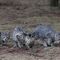 scottish wildcat found british forrest youngest