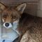 fox falls through cafe roof