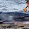 Whale dies beach south queensferry edinburgh