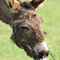 Beach donkeys 'suffering violence'