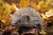 hedgehogs artificial intelligence population estimate britain