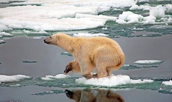 A hulking male polar bear