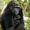 baby gorilla born in wild zoo aspinall foundation kent 