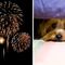 dog fireworks dog scared fireworks night blue cross rspca