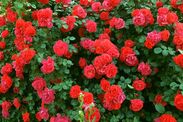 how to grow bigger roses