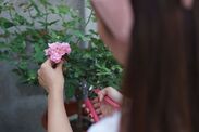 pruning july roses hydrangeas